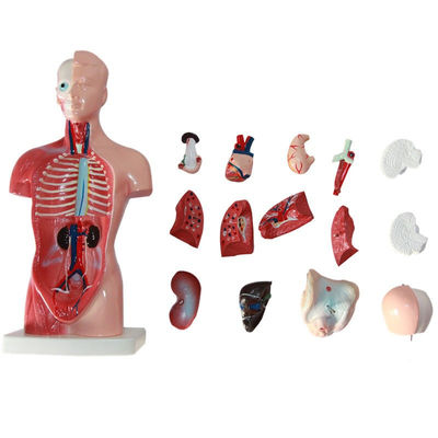 High  Quality Medical  Anatomy Organs Human Trunk Muscles Model Manikin For Surgery Skills Training