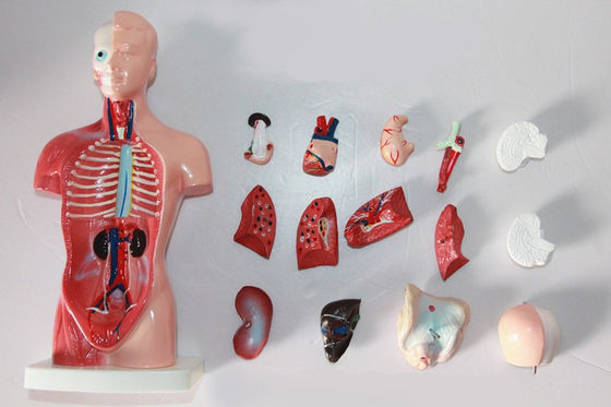 High  Quality Medical  Anatomy Organs Human Trunk Muscles Model Manikin For Surgery Skills Training