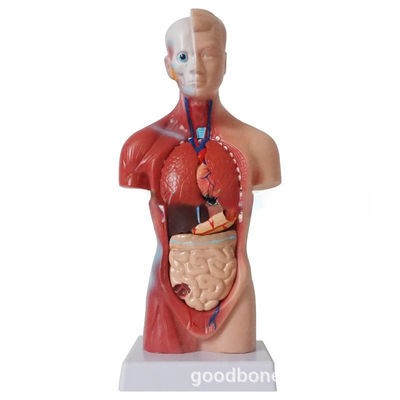 High  Quality Medical  Anatomy Organs Human Trunk Muscles Model Manikin For Surgery Skills Training