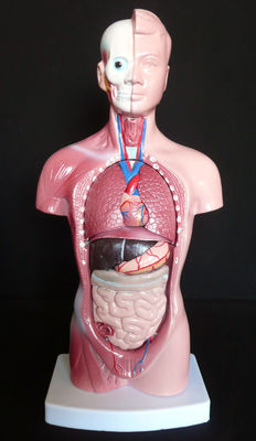 High  Quality Medical  Anatomy Organs Human Trunk Muscles Model Manikin For Surgery Skills Training
