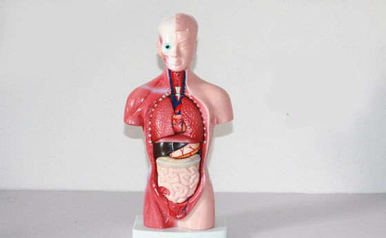 High  Quality Medical  Anatomy Organs Human Trunk Muscles Model Manikin For Surgery Skills Training