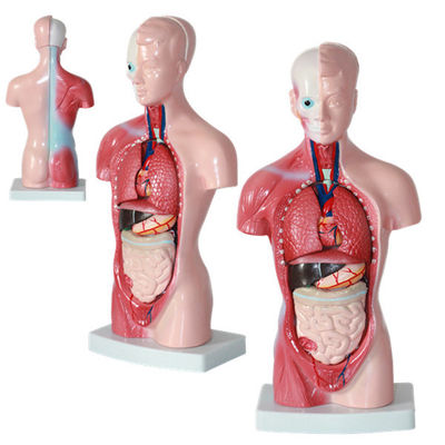 High  Quality Medical  Anatomy Organs Human Trunk Muscles Model Manikin For Surgery Skills Training